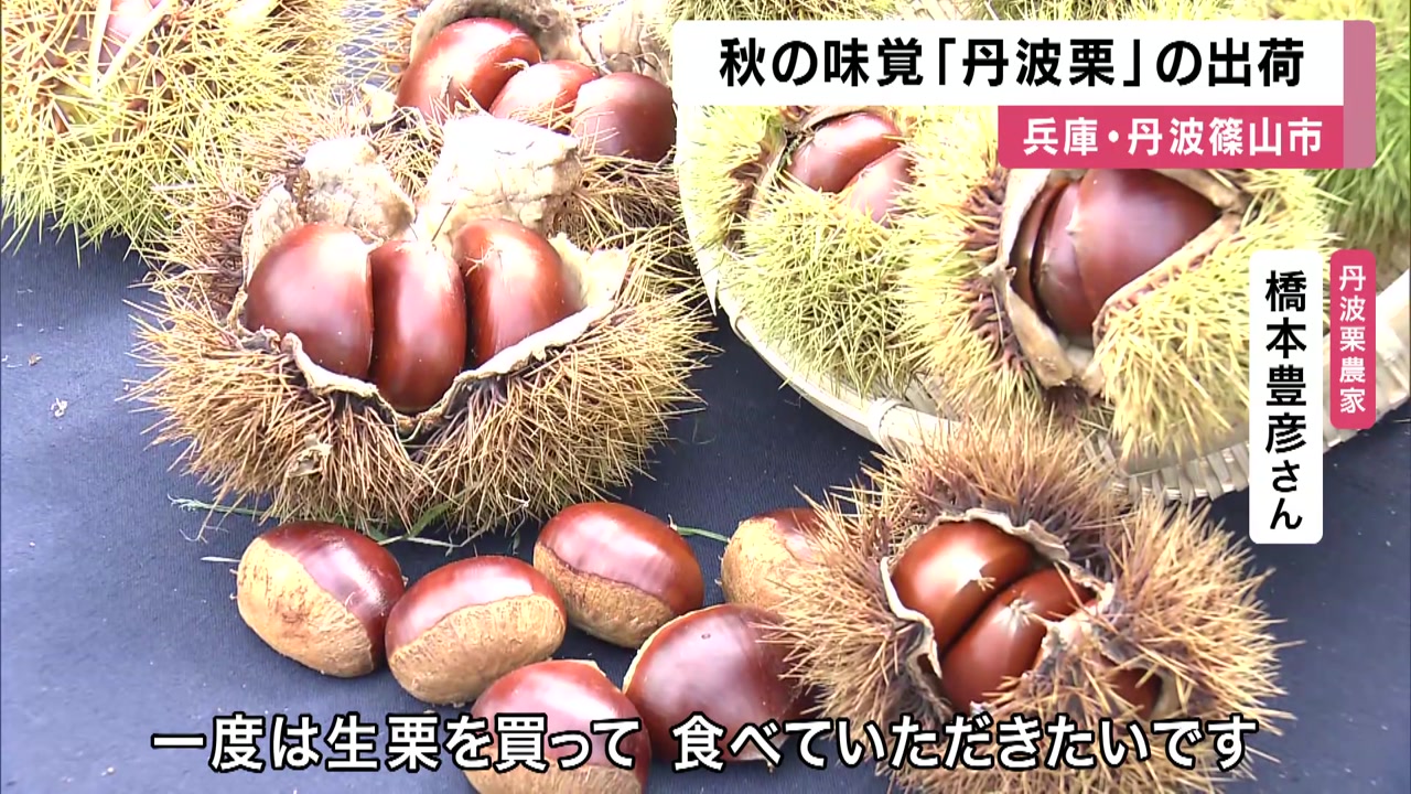 秋の味覚「丹波栗」の出荷始まる